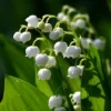 Lily of the Valley Bulbs - Convallaria majalis - Fragrant, Easy Care Perennial - Zone 3-7 - Image 1