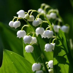 Lily of the Valley Bulbs - Convallaria majalis - Fragrant, Easy Care Perennial - Zone 3-7 - Image 1