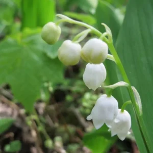 Lily of the Valley Bulbs - Convallaria majalis - Fragrant, Easy Care Perennial - Zone 3-7 - Image 4