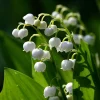 Lily of the Valley Bulbs - Fragrant White Flowers - Zone 3-7 - Pack of 3 - Image 1