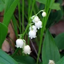 Lily of the Valley Bulbs - Fragrant White Flowers - Zone 3-7 - Pack of 3 - Image 2