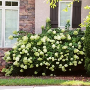 Lime Hydrangea Live Plant – Shrub in Quart Pot – 6-12 inches Tall – Deciduous Flowering Bush - Image 10