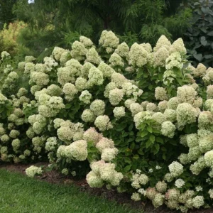 Lime Hydrangea Live Plant – Shrub in Quart Pot – 6-12 inches Tall – Deciduous Flowering Bush - Image 2