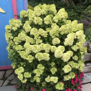 Lime Hydrangea Live Plant – Shrub in Quart Pot – 6-12 inches Tall – Deciduous Flowering Bush - Image 3