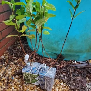 Lime Hydrangea Live Plant – Shrub in Quart Pot – 6-12 inches Tall – Deciduous Flowering Bush - Image 4