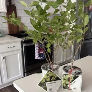 Lime Hydrangea Live Plant – Shrub in Quart Pot – 6-12 inches Tall – Deciduous Flowering Bush - Image 6
