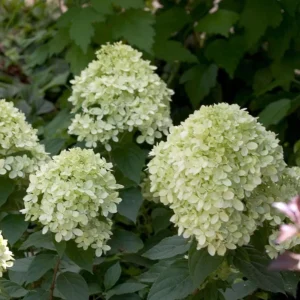 Lime Hydrangea Live Plant – Shrub in Quart Pot – 6-12 inches Tall – Deciduous Flowering Bush - Image 7
