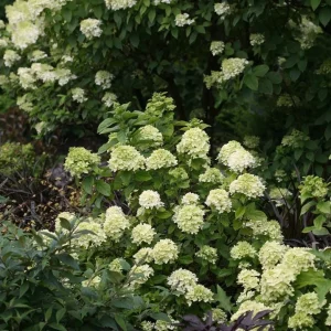 Lime Hydrangea Live Plant – Shrub in Quart Pot – 6-12 inches Tall – Deciduous Flowering Bush - Image 8