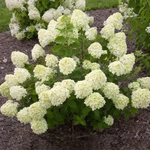 Lime Hydrangea Live Plant – Shrub in Quart Pot – 6-12 inches Tall – Deciduous Flowering Bush - Image 1