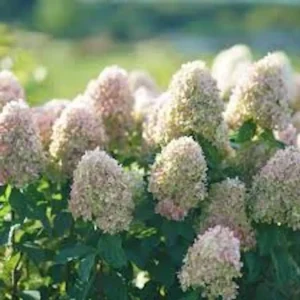 Limelight Hydrangea Bare Root Plug - Cold Hardy Shrub - Green to Pink Blooms - Image 2