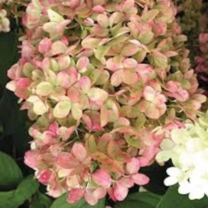 Limelight Hydrangea Bare Root Plug - Cold Hardy Shrub - Green to Pink Blooms - Image 3