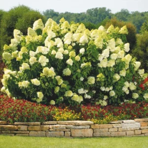 Limelight Hydrangea Bare Root Plug - Cold Hardy Shrub - Green to Pink Blooms - Image 1
