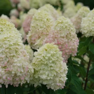 Limelight Prime® Panicle Hydrangea – Live Plant – Hydrangea paniculata – No Shipping to AK, HI, or PR - Image 10