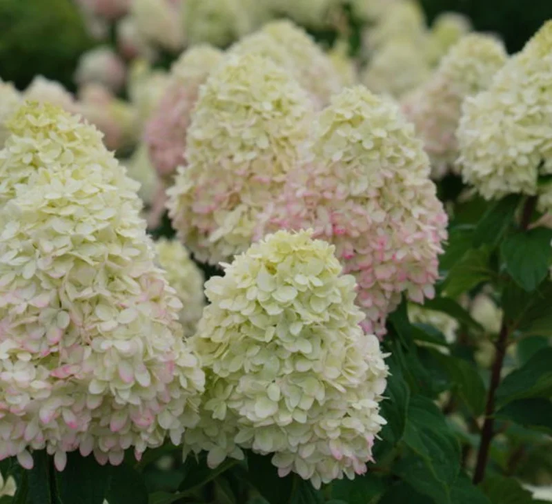 Limelight Prime® Panicle Hydrangea – Live Plant – Hydrangea paniculata – No Shipping to AK, HI, or PR - Image 10