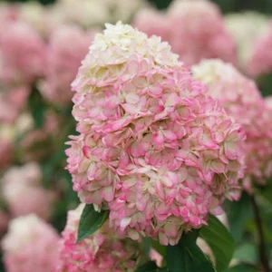 Limelight Prime® Panicle Hydrangea – Live Plant – Hydrangea paniculata – No Shipping to AK, HI, or PR - Image 2