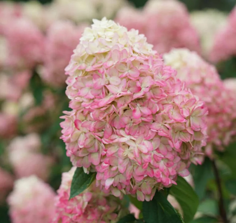 Limelight Prime® Panicle Hydrangea – Live Plant – Hydrangea paniculata – No Shipping to AK, HI, or PR - Image 2