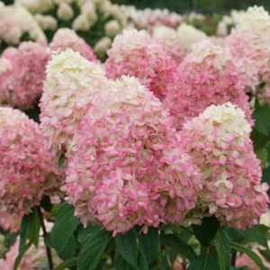 Limelight Prime® Panicle Hydrangea – Live Plant – Hydrangea paniculata – No Shipping to AK, HI, or PR - Image 3