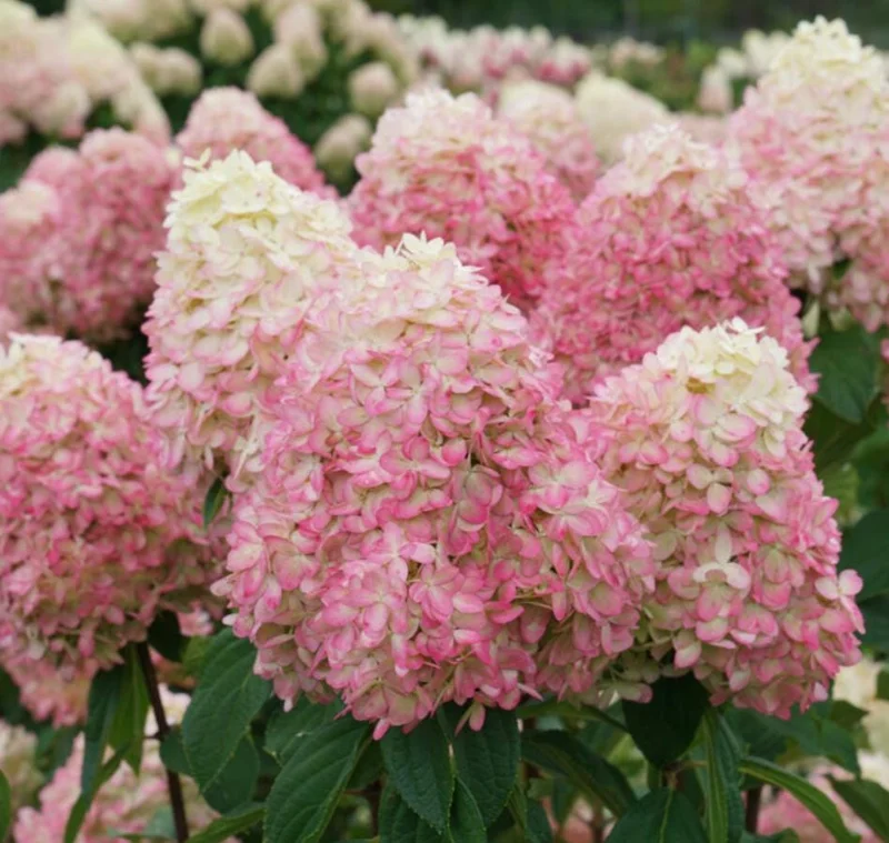 Limelight Prime® Panicle Hydrangea – Live Plant – Hydrangea paniculata – No Shipping to AK, HI, or PR - Image 3