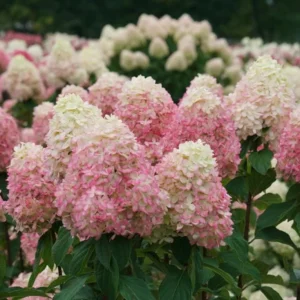 Limelight Prime® Panicle Hydrangea – Live Plant – Hydrangea paniculata – No Shipping to AK, HI, or PR - Image 4