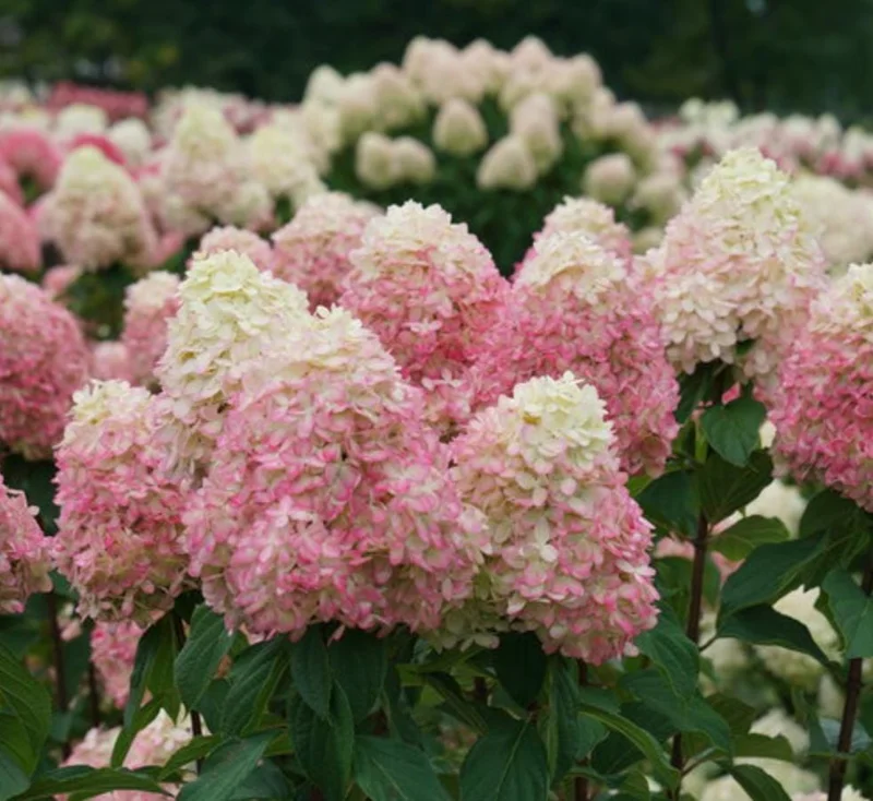 Limelight Prime® Panicle Hydrangea – Live Plant – Hydrangea paniculata – No Shipping to AK, HI, or PR - Image 4