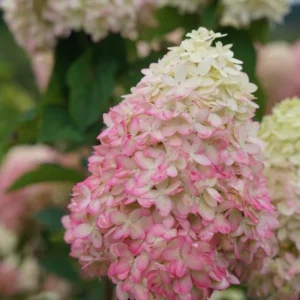 Limelight Prime® Panicle Hydrangea – Live Plant – Hydrangea paniculata – No Shipping to AK, HI, or PR - Image 5