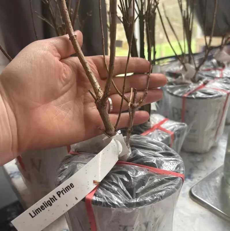 Limelight Prime® Panicle Hydrangea – Live Plant – Hydrangea paniculata – No Shipping to AK, HI, or PR - Image 6