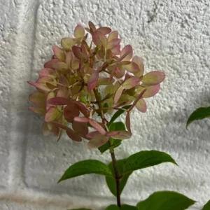 Limelight Prime® Panicle Hydrangea – Live Plant – Hydrangea paniculata – No Shipping to AK, HI, or PR - Image 7