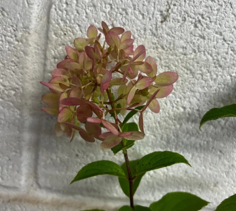 Limelight Prime® Panicle Hydrangea – Live Plant – Hydrangea paniculata – No Shipping to AK, HI, or PR - Image 7