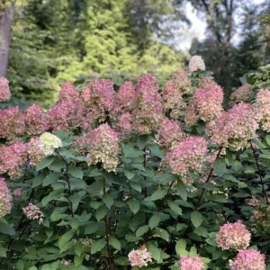 Limelight Prime® Panicle Hydrangea – Live Plant – Hydrangea paniculata – No Shipping to AK, HI, or PR - Image 8