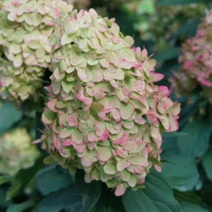 Limelight Prime® Panicle Hydrangea – Live Plant – Hydrangea paniculata – No Shipping to AK, HI, or PR - Image 9