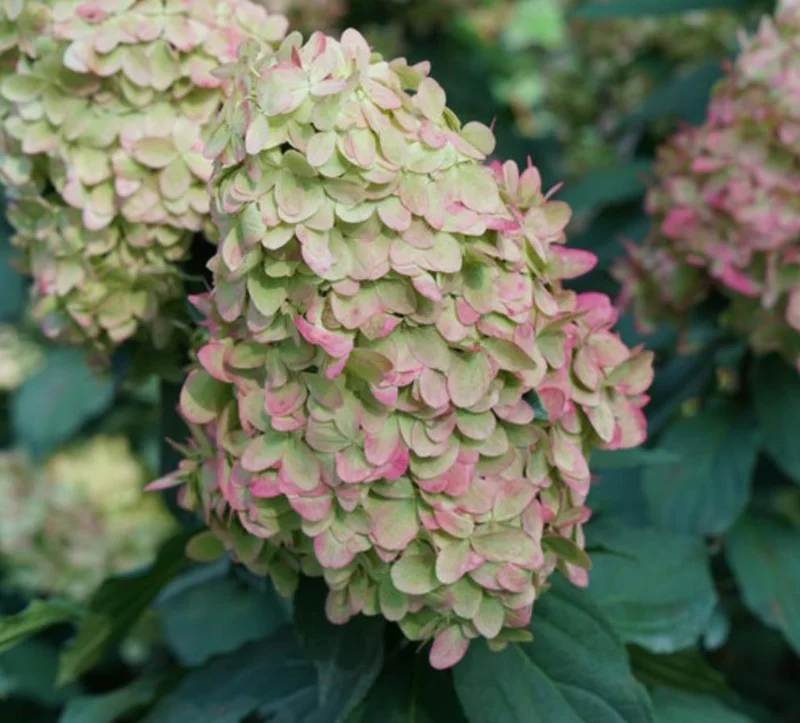 Limelight Prime® Panicle Hydrangea – Live Plant – Hydrangea paniculata – No Shipping to AK, HI, or PR - Image 9