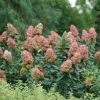 Limelight Prime® Panicle Hydrangea – Live Plant – Hydrangea paniculata – No Shipping to AK, HI, or PR - Image 1