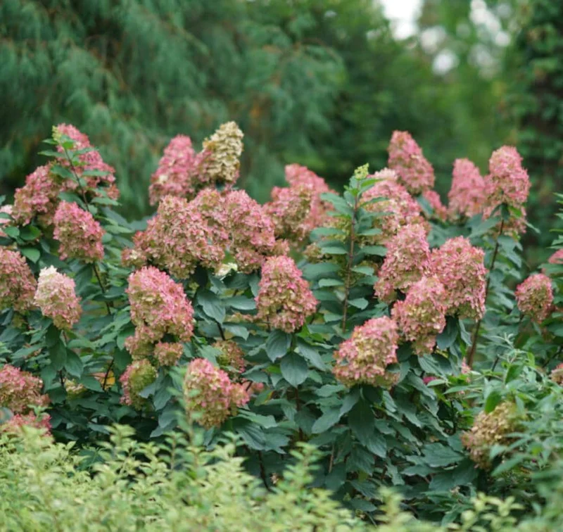 Limelight Prime® Panicle Hydrangea – Live Plant – Hydrangea paniculata – No Shipping to AK, HI, or PR - Image 1