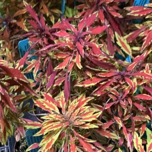 Lion's Mane Coleus Live Plant - Fiery Copper Foliage - 3.7