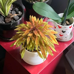 Lion's Mane Coleus Live Plant - Fiery Copper Foliage - 3.7