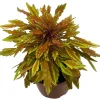 Lion's Mane Mini Copper Plant - Solenostemon Coleus Live Plant - 2.5" Pot - Image 1