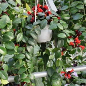 Lipstick Plant Mona Lisa Live Plant - 4
