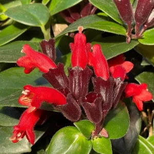 Lipstick Plant Mona Lisa Live Plant - 4