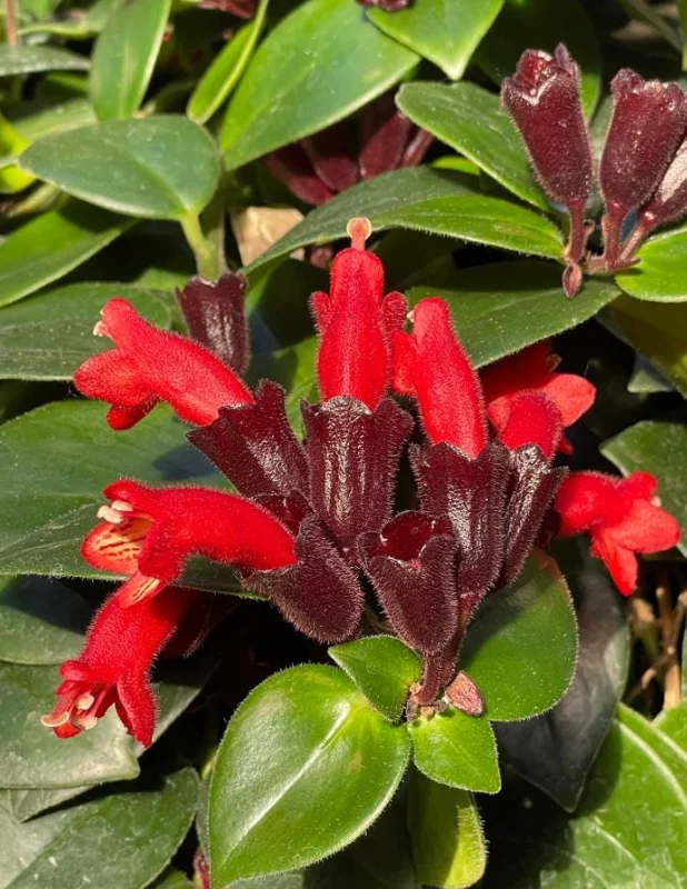 Lipstick Plant Mona Lisa Live Plant - 4" Pot Aeschynanthus lobbianus Trailing Houseplant - Image 3