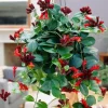 Lipstick Plant Mona Lisa Live Plant - 4" Pot Aeschynanthus lobbianus Trailing Houseplant - Image 1