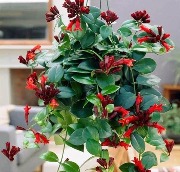 Lipstick Plant Mona Lisa Live Plant - 4" Pot Aeschynanthus lobbianus Trailing Houseplant - Image 1