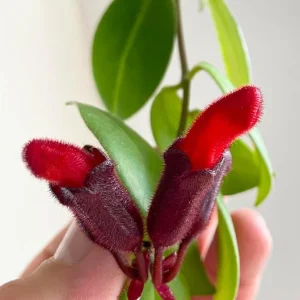 Lipstick Plant Mona Lisa Live Plant - 4