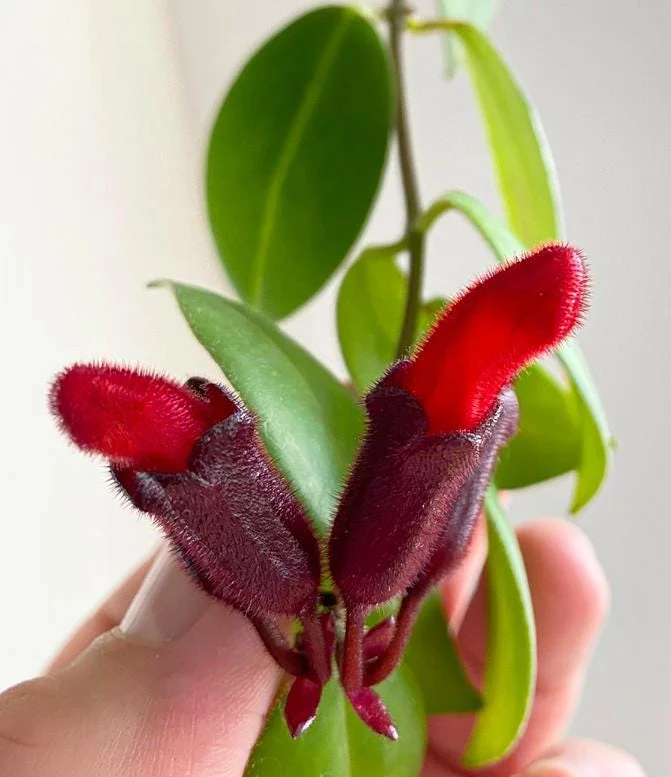 Lipstick Plant Mona Lisa Live Plant - 4" Pot Aeschynanthus lobbianus Trailing Houseplant - Image 4