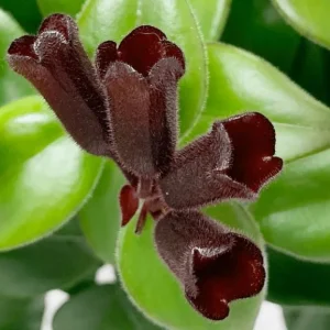 Lipstick Plant Mona Lisa Live Plant - 4