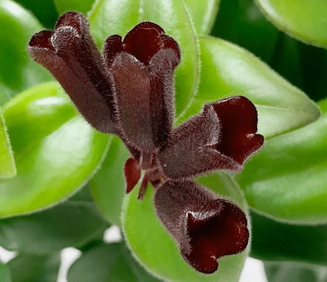 Lipstick Plant Mona Lisa Live Plant - 4" Pot Aeschynanthus lobbianus Trailing Houseplant - Image 5
