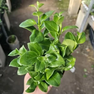 Lipstick Plant Mona Lisa Live Plant - 4