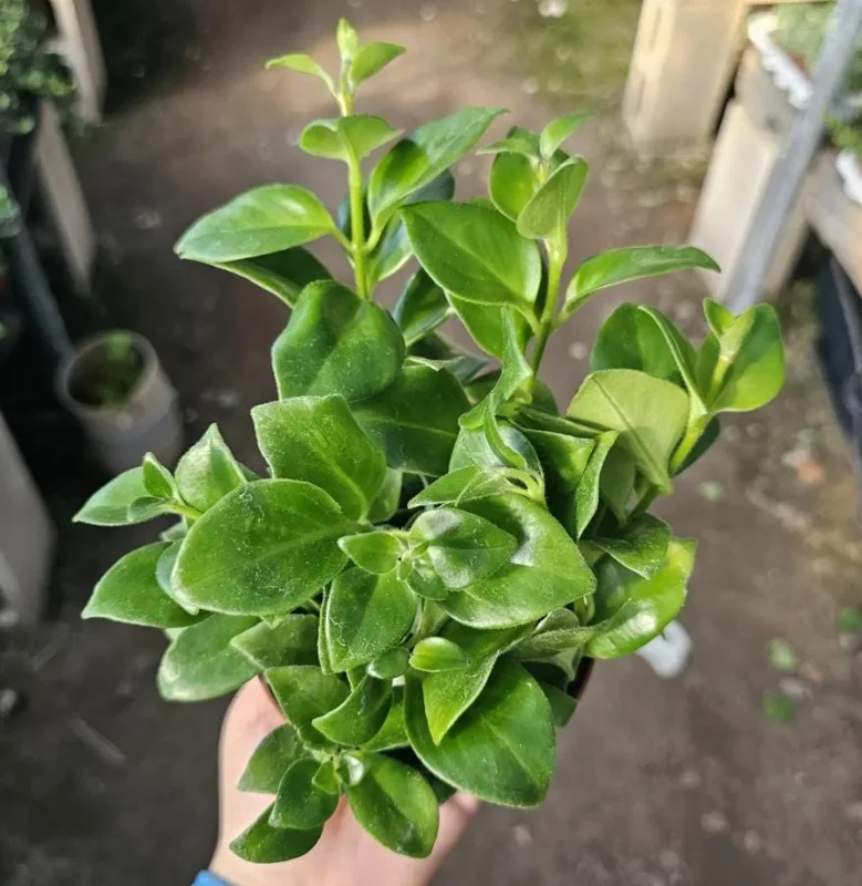 Lipstick Plant Mona Lisa Live Plant - 4" Pot Aeschynanthus lobbianus Trailing Houseplant - Image 6