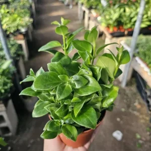 Lipstick Plant Mona Lisa Live Plant - 4