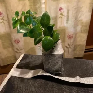 Lipstick Plant Mona Lisa Live Plant - 4