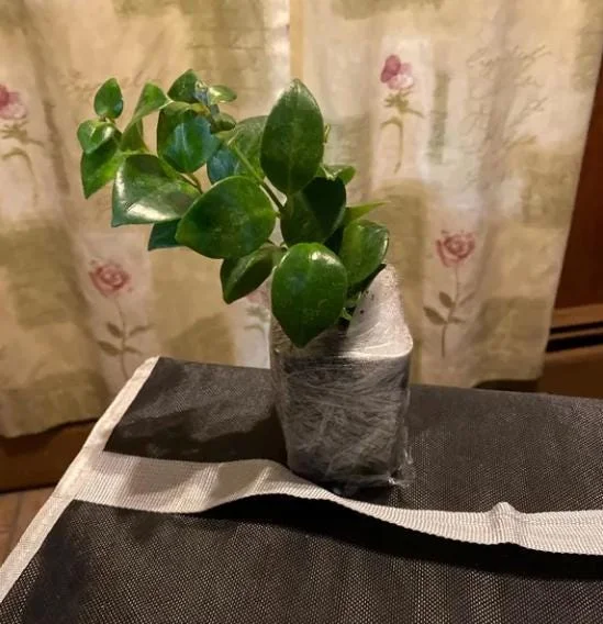 Lipstick Plant Mona Lisa Live Plant - 4" Pot Aeschynanthus lobbianus Trailing Houseplant - Image 8